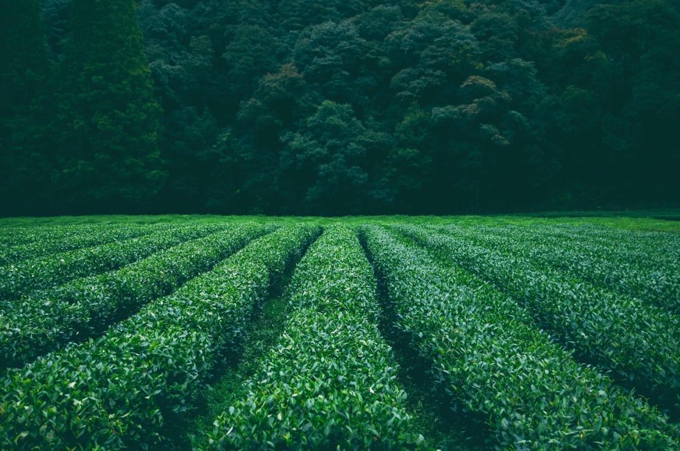 茶香全國 慕茗而來
